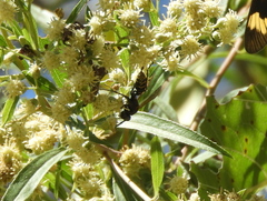 Polistes cinerascens