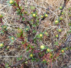 Berberis tsarica