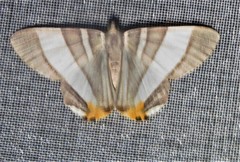 Opisthoxia miletia