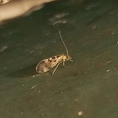 Graphopsocus