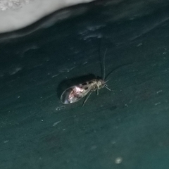 Graphopsocus