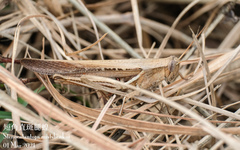 Stenocatantops mistshenkoi