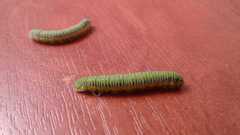 Leptophobia