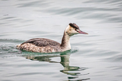 Podiceps cristatus