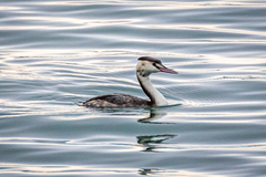 Podiceps cristatus