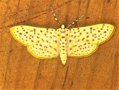 Polygrammodes eleuata