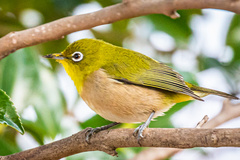 Zosterops japonicus japonicus