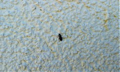 Nysius irroratus
