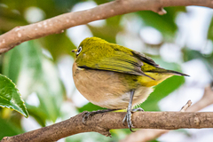 Zosterops japonicus japonicus