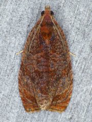 Olethreutes submissanum