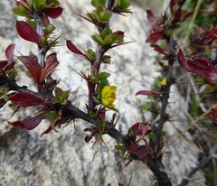 Berberis tsarica