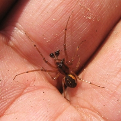 Pachygnatha brevis