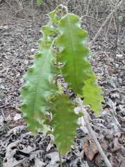 Acanthus polystachyus