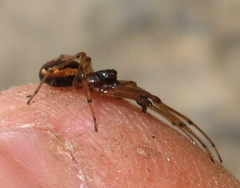 Pachygnatha brevis