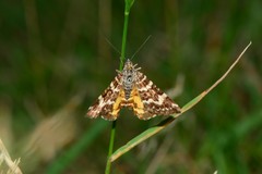 Chrysolarentia polycarpa