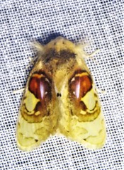 Arrhenophanes perspicilla