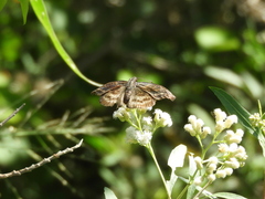 Theagenes dichrous