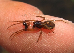 Pachygnatha brevis