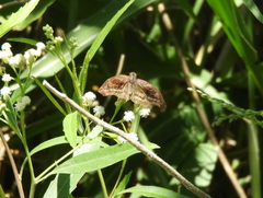 Theagenes dichrous