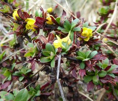 Berberis tsarica