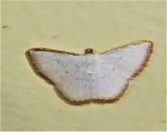 Leuciris