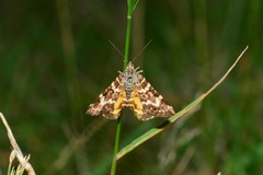 Chrysolarentia polycarpa