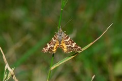 Chrysolarentia polycarpa