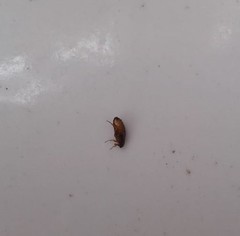 Ctenocephalides canis