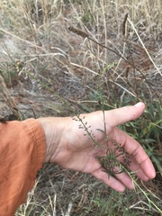 Lepidium hyssopifolium