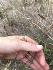 Lepidium hyssopifolium