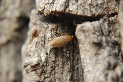Ectobius pallidus