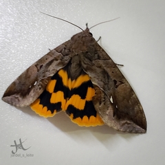 Lepidoptera
