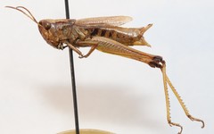 Pseudochorthippus curtipennis