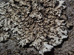 Phaeophyscia hispidula