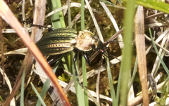 Carabus cancellatus