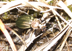 Carabus cancellatus