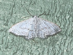 Idaea tacturata