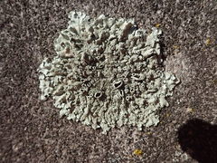 Xanthoparmelia plittii