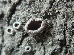 Xanthoparmelia plittii