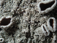 Xanthoparmelia plittii