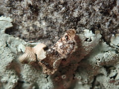 Xanthoparmelia plittii