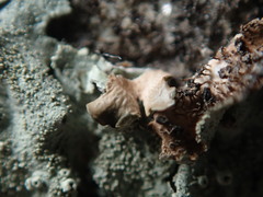 Xanthoparmelia plittii