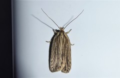 Agonopterix umbellana