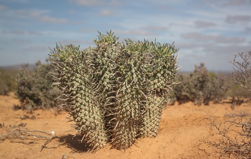 Euphorbia schoenlandii