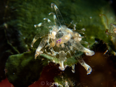 Bunodeopsis globulifera