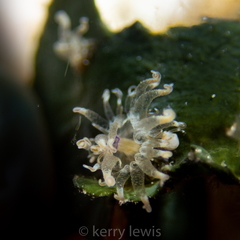 Bunodeopsis globulifera