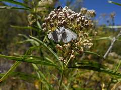 Satyrium sylvinus dryope