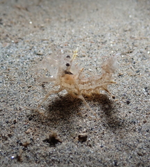 Paracrangon echinata