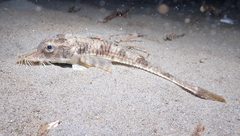 Podothecus accipenserinus