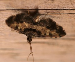 Nacoleia amphicedalis